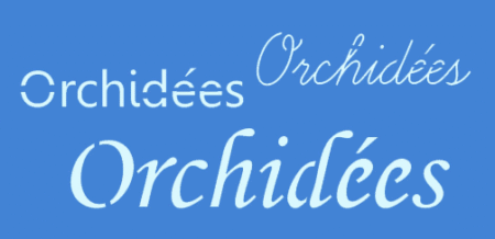 SC197 ORCHIDEES 10 X 20