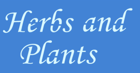 SC199 HERBS AND PLANTS 10 X 20